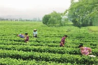 钱柜qg777,油茶种植出产加工销售,植物油种植出产加工销售