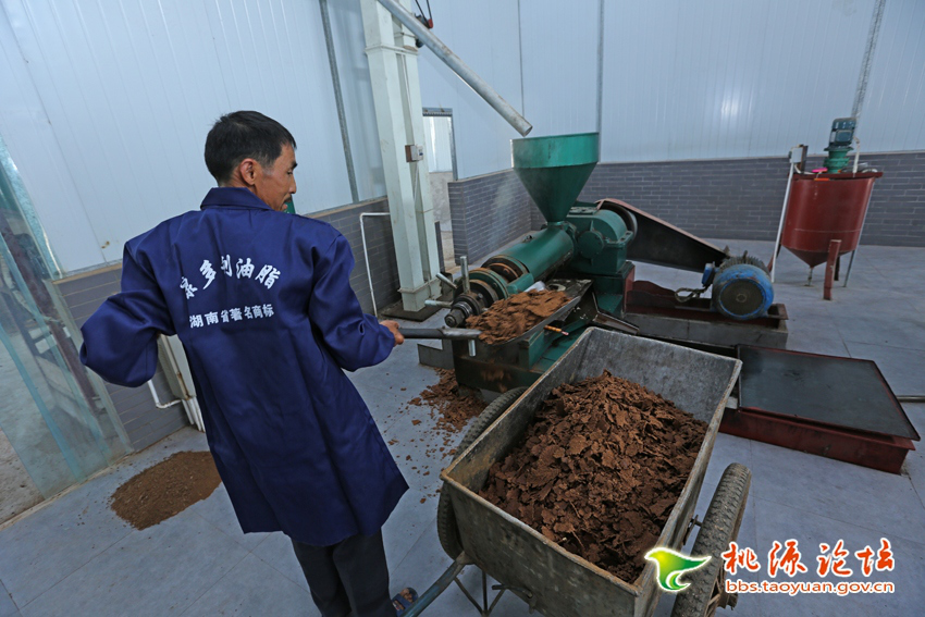 钱柜qg777,油茶种植出产加工销售,植物油种植出产加工销售