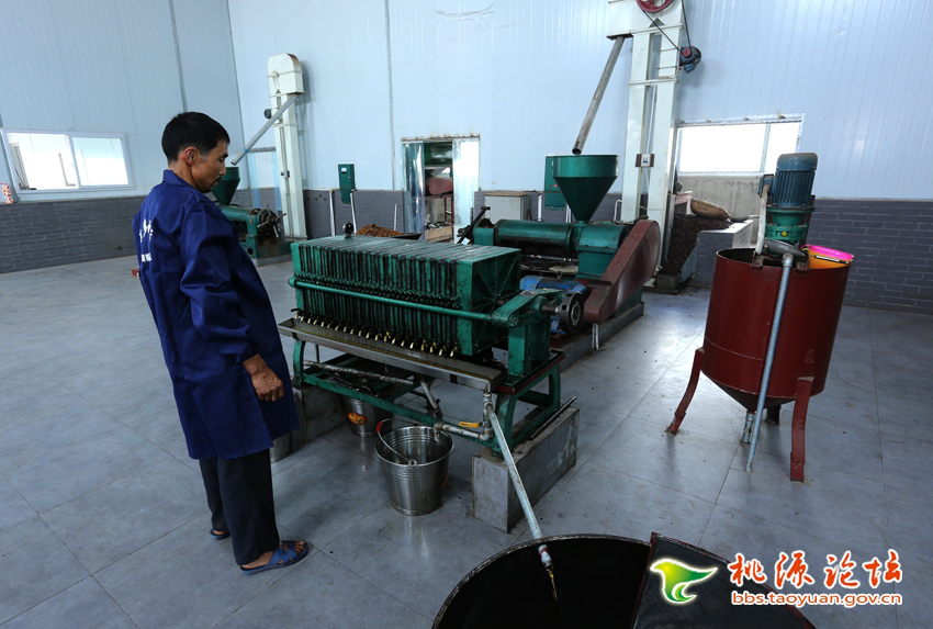 钱柜qg777,油茶种植出产加工销售,植物油种植出产加工销售