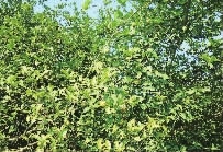 钱柜qg777,油茶种植出产加工销售,植物油种植出产加工销售